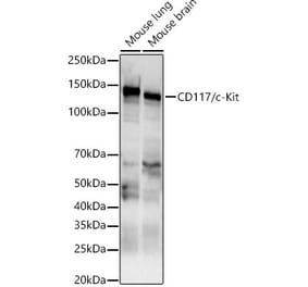 Western Blot - Anti-c-Kit Antibody (A10155) - Antibodies.com