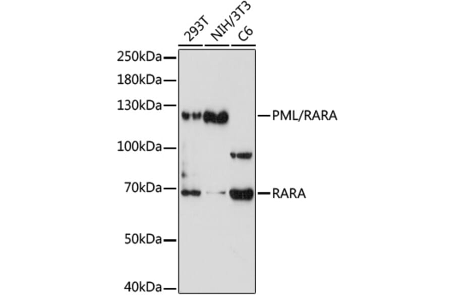 Western Blot - Anti-PML Protein + Retinoic Acid Receptor alpha Antibody (A10156) - Antibodies.com