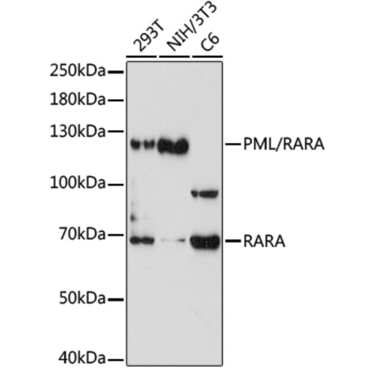 Western Blot - Anti-PML Protein + Retinoic Acid Receptor alpha Antibody (A10156) - Antibodies.com
