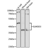 Western Blot - Anti-ELMOD3 Antibody (A10158) - Antibodies.com