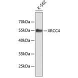 Western Blot - Anti-XRCC4 Antibody (A7539) - Antibodies.com