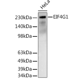 Western Blot - Anti-eIF4G1 Antibody (A10162) - Antibodies.com