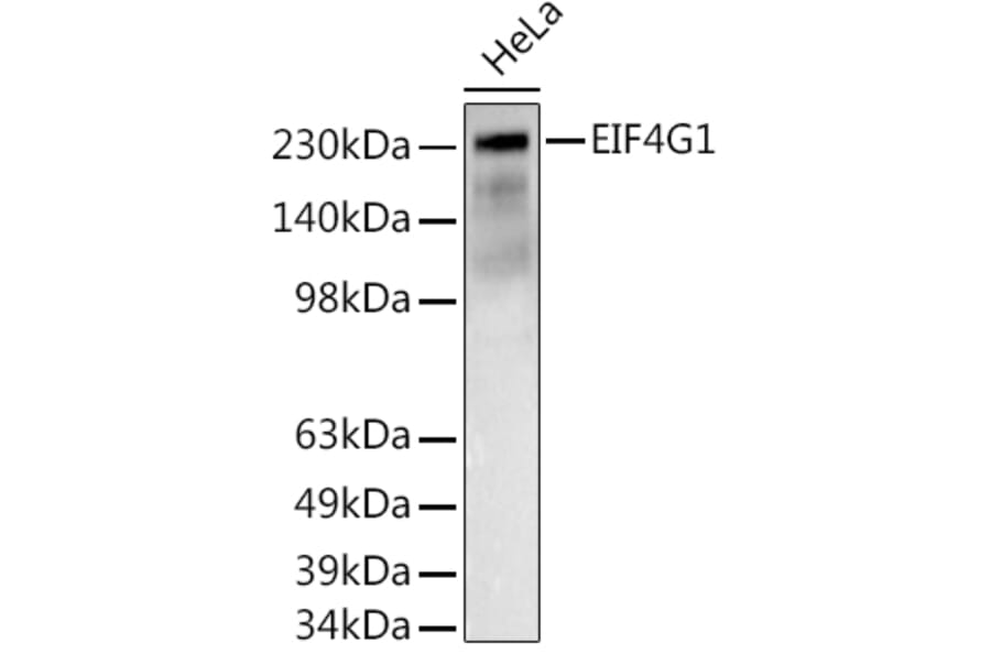 Western Blot - Anti-eIF4G1 Antibody (A10162) - Antibodies.com