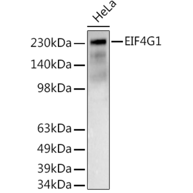 Western Blot - Anti-eIF4G1 Antibody (A10162) - Antibodies.com