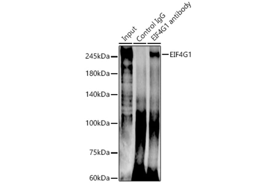 Western Blot - Anti-eIF4G1 Antibody (A10162) - Antibodies.com