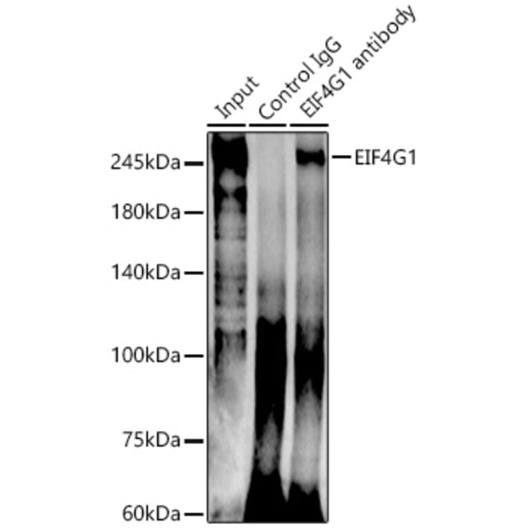 Western Blot - Anti-eIF4G1 Antibody (A10162) - Antibodies.com