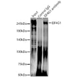 Western Blot - Anti-eIF4G1 Antibody (A10162) - Antibodies.com