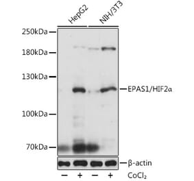 Western Blot - Anti-HIF-2-alpha Antibody (A10163) - Antibodies.com