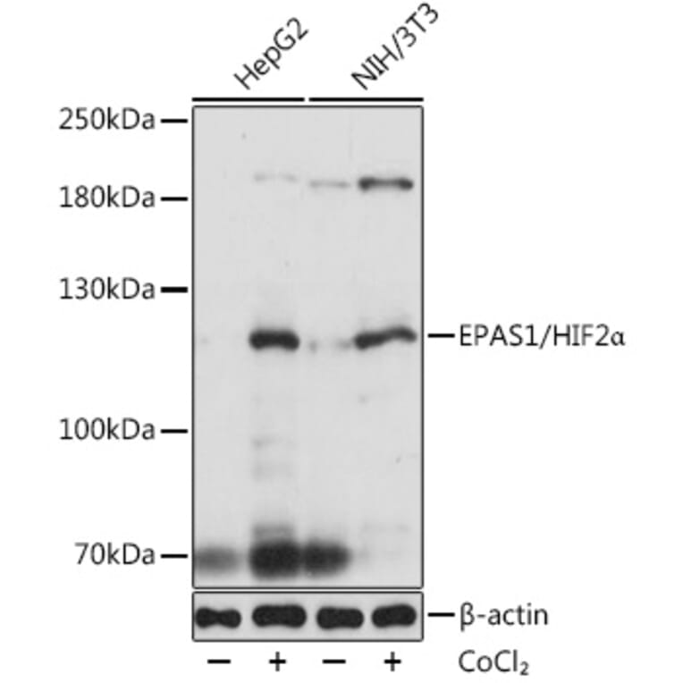 Western Blot - Anti-HIF-2-alpha Antibody (A10163) - Antibodies.com