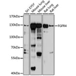 Western Blot - Anti-FGFR4 Antibody (A10164) - Antibodies.com