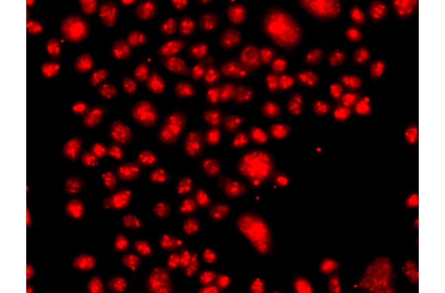 Immunofluorescence - Anti-FANCM Antibody (A10171) - Antibodies.com