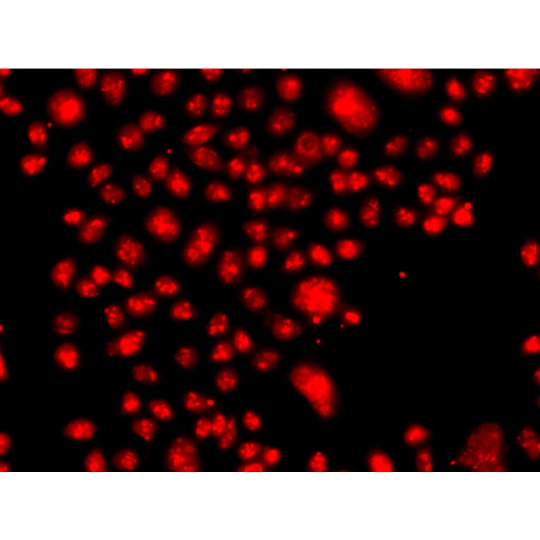 Immunofluorescence - Anti-FANCM Antibody (A10171) - Antibodies.com