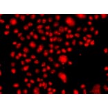 Immunofluorescence - Anti-FANCM Antibody (A10171) - Antibodies.com