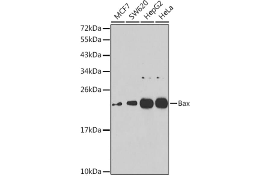 Western Blot - Anti-Bax Antibody (A10174) - Antibodies.com