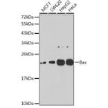 Western Blot - Anti-Bax Antibody (A10174) - Antibodies.com