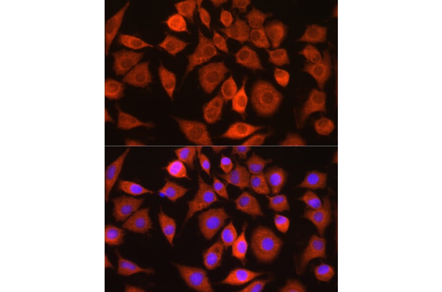 Immunofluorescence - Anti-Bax Antibody (A10174) - Antibodies.com