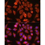 Immunofluorescence - Anti-Bax Antibody (A10174) - Antibodies.com