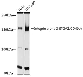 Western Blot - Anti-Integrin alpha 2 Antibody (A10175) - Antibodies.com