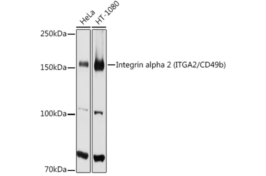 Western Blot - Anti-Integrin alpha 2 Antibody (A10175) - Antibodies.com