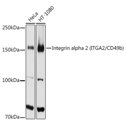 Western Blot - Anti-Integrin alpha 2 Antibody (A10175) - Antibodies.com