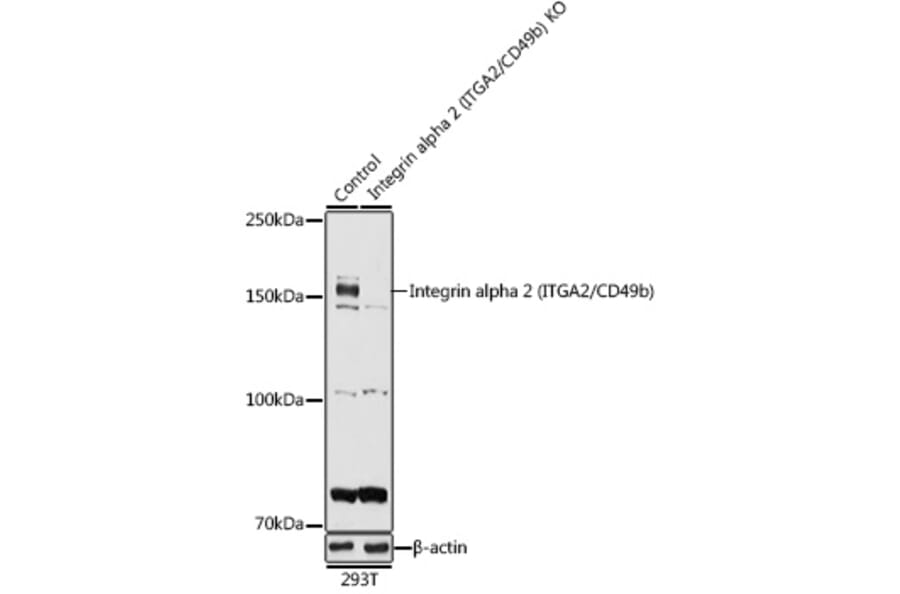 Western Blot - Anti-Integrin alpha 2 Antibody (A10175) - Antibodies.com