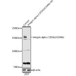 Western Blot - Anti-Integrin alpha 2 Antibody (A10175) - Antibodies.com