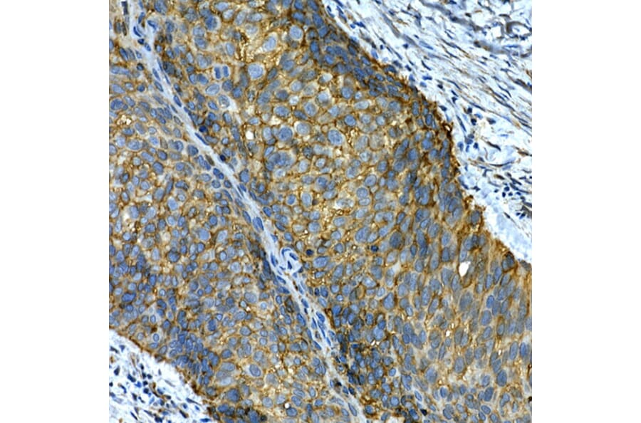 Immunohistochemistry - Anti-Integrin alpha 2 Antibody (A10175) - Antibodies.com