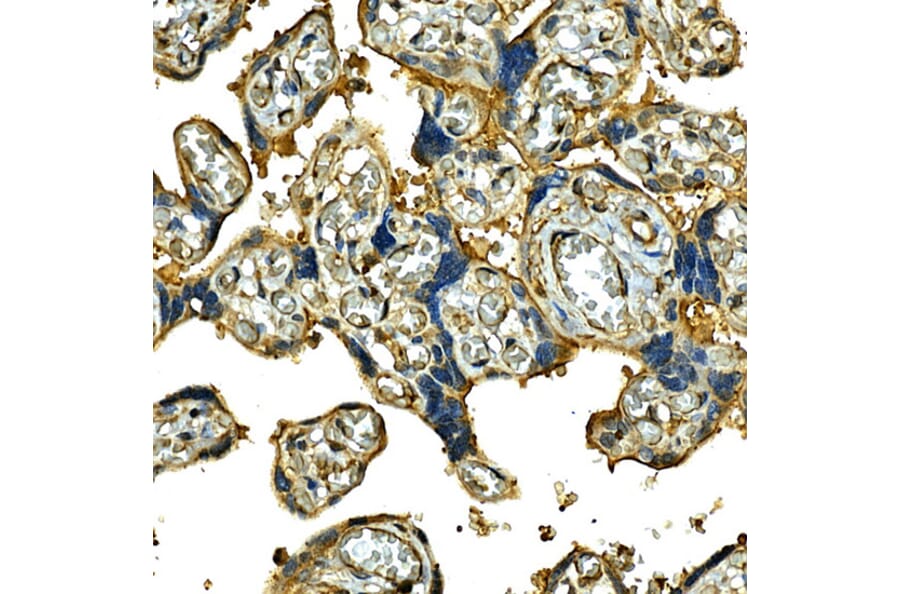 Immunohistochemistry - Anti-Integrin alpha 2 Antibody (A10175) - Antibodies.com