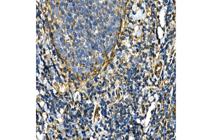 Immunohistochemistry - Anti-Integrin alpha 2 Antibody (A10175) - Antibodies.com