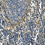 Immunohistochemistry - Anti-Integrin alpha 2 Antibody (A10175) - Antibodies.com