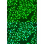 Immunofluorescence - Anti-Integrin alpha 2 Antibody (A10175) - Antibodies.com