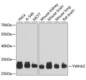 Western Blot - Anti-14-3-3 zeta Antibody (A10177) - Antibodies.com