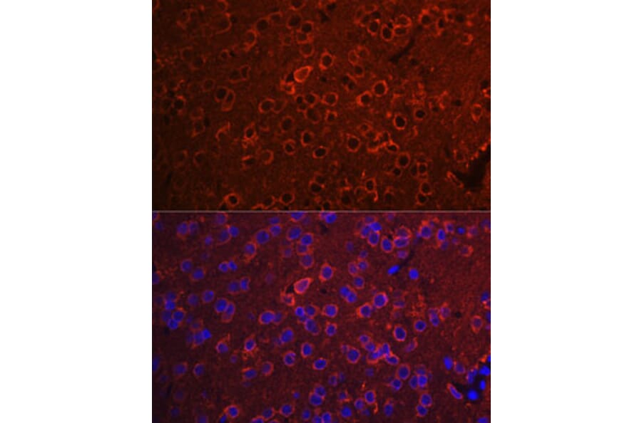 Immunofluorescence - Anti-14-3-3 zeta Antibody (A10177) - Antibodies.com