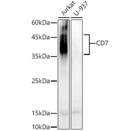 Western Blot - Anti-CD7 Antibody (A10181) - Antibodies.com