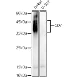 Western Blot - Anti-CD7 Antibody (A10181) - Antibodies.com
