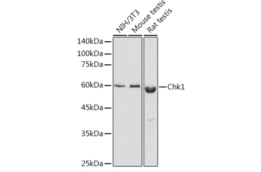 Western Blot - Anti-Chk1 Antibody (A10183) - Antibodies.com