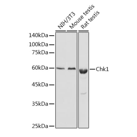 Western Blot - Anti-Chk1 Antibody (A10183) - Antibodies.com