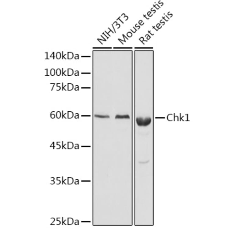 Western Blot - Anti-Chk1 Antibody (A10183) - Antibodies.com