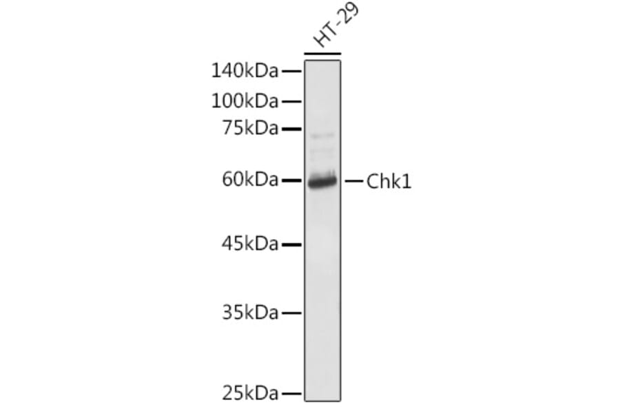 Western Blot - Anti-Chk1 Antibody (A10183) - Antibodies.com