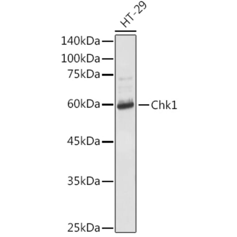 Western Blot - Anti-Chk1 Antibody (A10183) - Antibodies.com