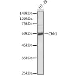 Western Blot - Anti-Chk1 Antibody (A10183) - Antibodies.com