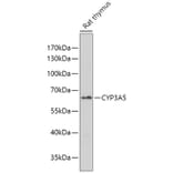 Western Blot - Anti-CYP3A5 Antibody (A10186) - Antibodies.com