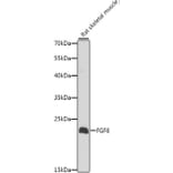 Western Blot - Anti-FGF6 Antibody (A10189) - Antibodies.com