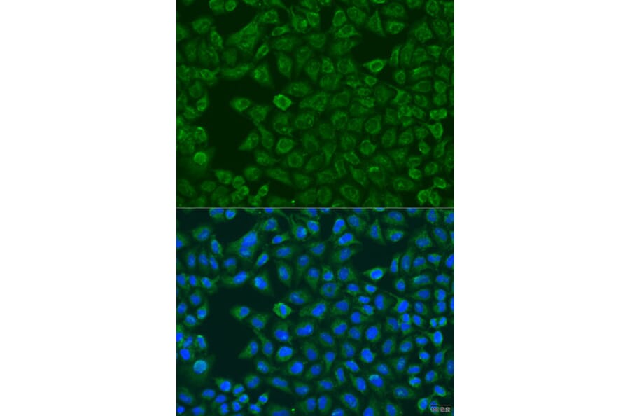Immunofluorescence - Anti-FMO5 Antibody (A10190) - Antibodies.com
