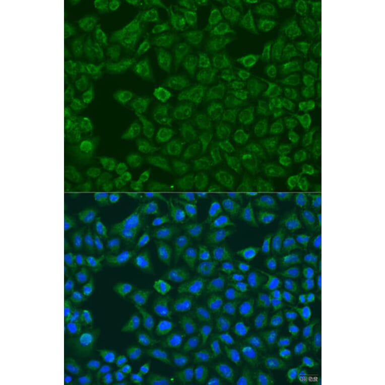 Immunofluorescence - Anti-FMO5 Antibody (A10190) - Antibodies.com