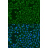 Immunofluorescence - Anti-FMO5 Antibody (A10190) - Antibodies.com