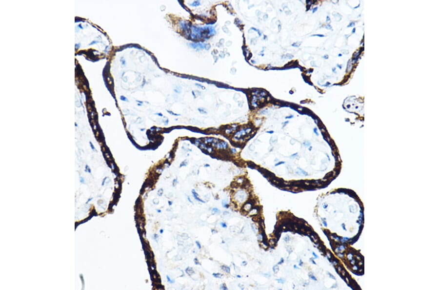 Immunohistochemistry - Anti-Growth Hormone Antibody (A10191) - Antibodies.com