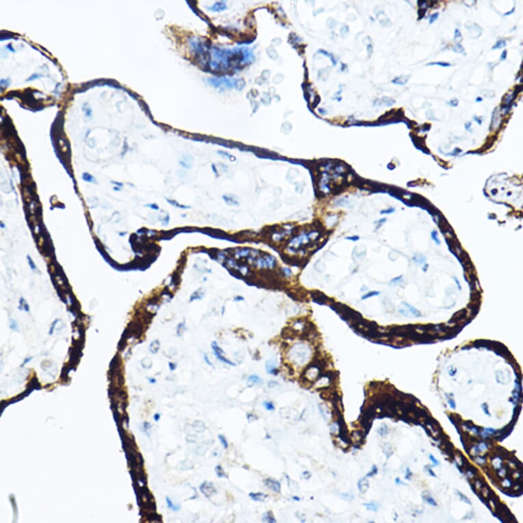 Immunohistochemistry - Anti-Growth Hormone Antibody (A10191) - Antibodies.com