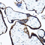 Immunohistochemistry - Anti-Growth Hormone Antibody (A10191) - Antibodies.com