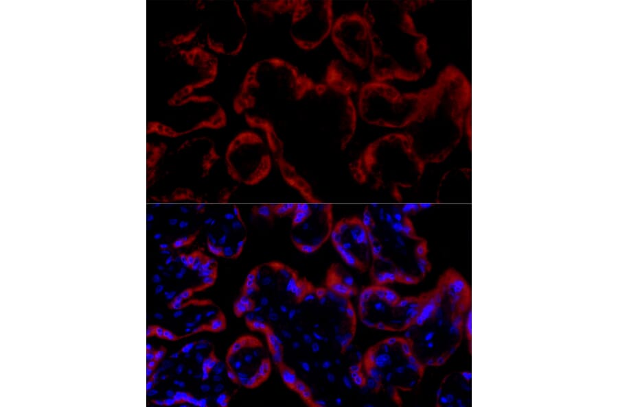 Immunofluorescence - Anti-Growth Hormone Antibody (A10191) - Antibodies.com